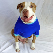 Load image into Gallery viewer, cute fawn brindle & white pit bull-type dog sitting, wearing a royal blue t shirt